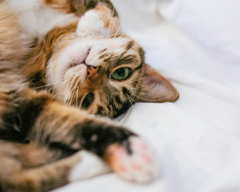 tabby-cat-on-white-bed A calico cat with green eyes lies upside down on white bedding, one paw stretched forward